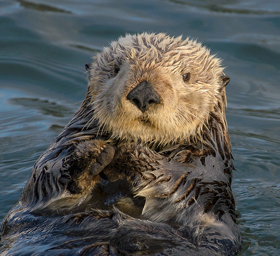 Portola and Anza Land Expeditions — image 4