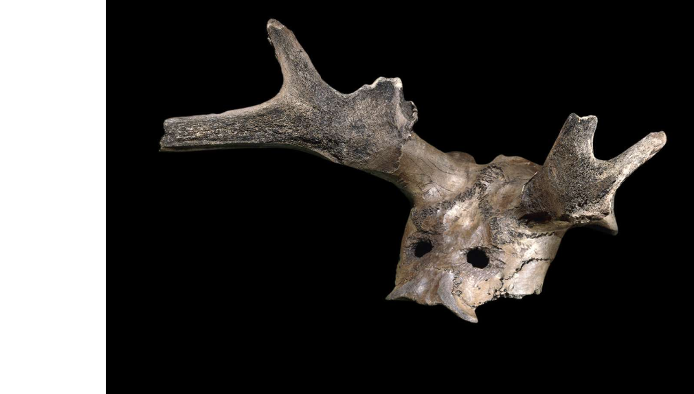Blick Mead - A Mesolithic site — image 3